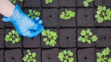 LED-formeringslys øger succesraterne for formering	