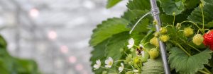 Philips GreenPower LED-blomsterlampe