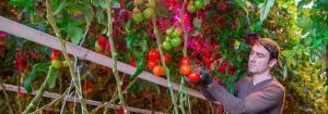 Philips GreenPower LED-mellembelysningssystem