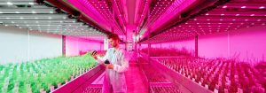Philips LED Horti partnere