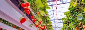 Dyrk frugter med LED