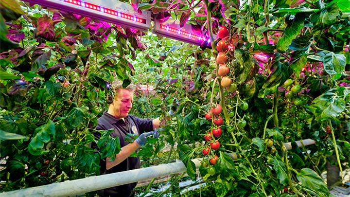 En medarbejder bærer tomatblade hos Agro Care, som anvender gartneribelysning fra Philips Lighting