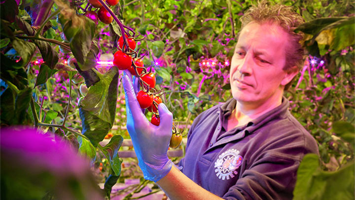 En medarbejder kontrollerer tomatdyrkningen hos Agro Care