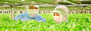 Højeffektiv produktion af grøntsager
