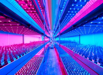 Flere afgrødecyklusser om året