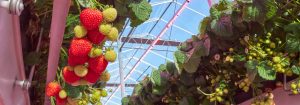 Dyrk jordbær med Philips GreenPower LED-topbelysning
