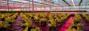 Grower reducerer afgrødetiden med næsten 30 % med Philips LED-vækstlys