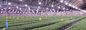 Ingen blomsterinduktion og høj energibesparelse