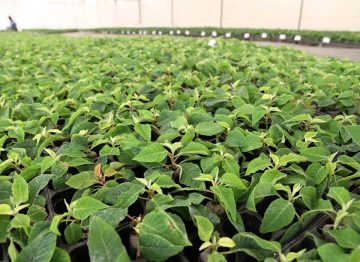 Højere succesrate for rodsætninger