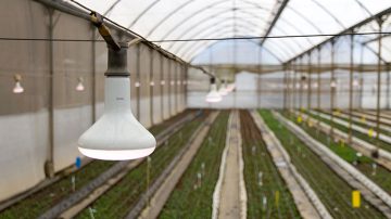 Bedplanter Florensis