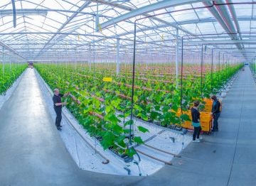 Kvalitet og produktion af vores dyrkningspraksis