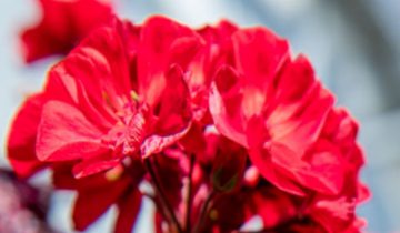 Mindre klemning påkrævet og hurtigere plantninger med Philips LED-topbelysning