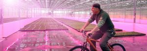 Kunder er begejstrede over kvaliteten af planter dyrket under Philips LED-lys
