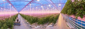Plant frø til dyrkning året rundt