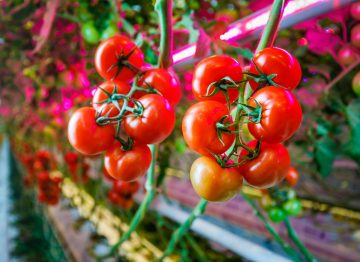 Sundere planter betyder højere produktion og bedre kvalitet